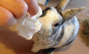 アンチエイジングウサギ