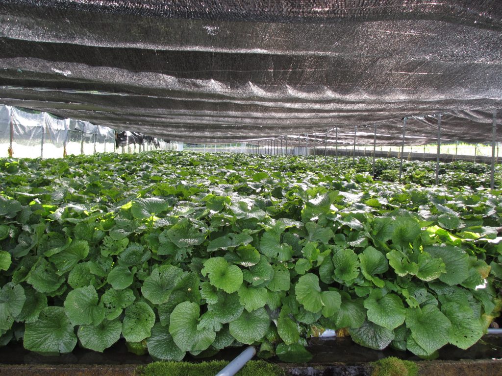 わさび屋　わさび畑