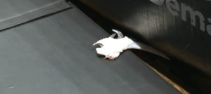 EVILの鎌が鈴木みのるの手により粉砕！！ミラノさんはまた買い直し確定か。